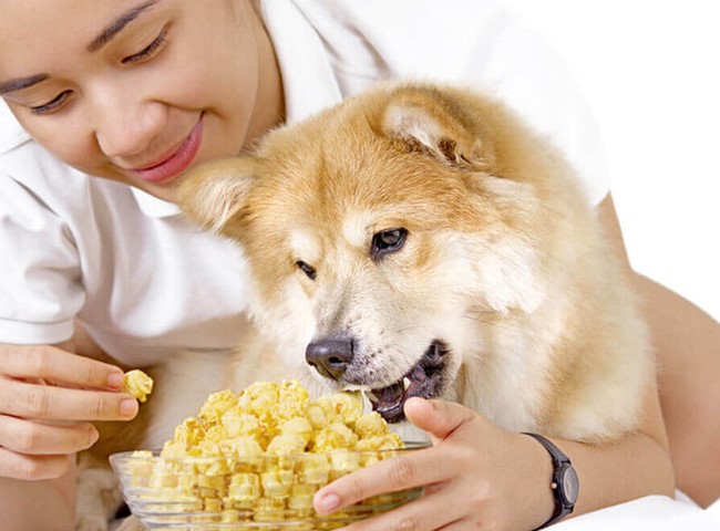 Chó ăn bắp được không? Những điều cần biết về chế độ ăn uống của chó