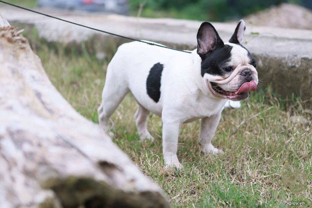cho-bull-phap2-3