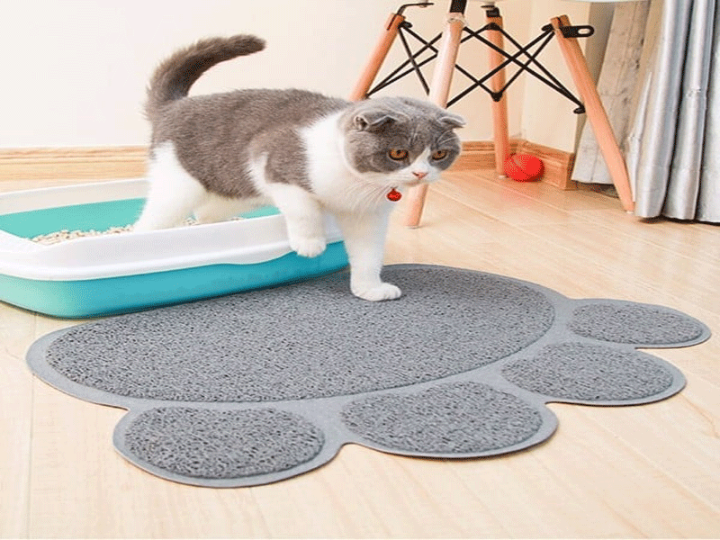 Cách nuôi mèo trong nhà hiệu quả nhất