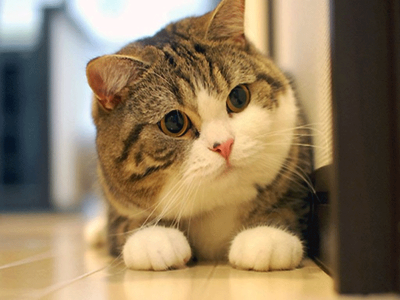 Những điều cần lưu ý khi nuôi mèo mà bạn nên biết