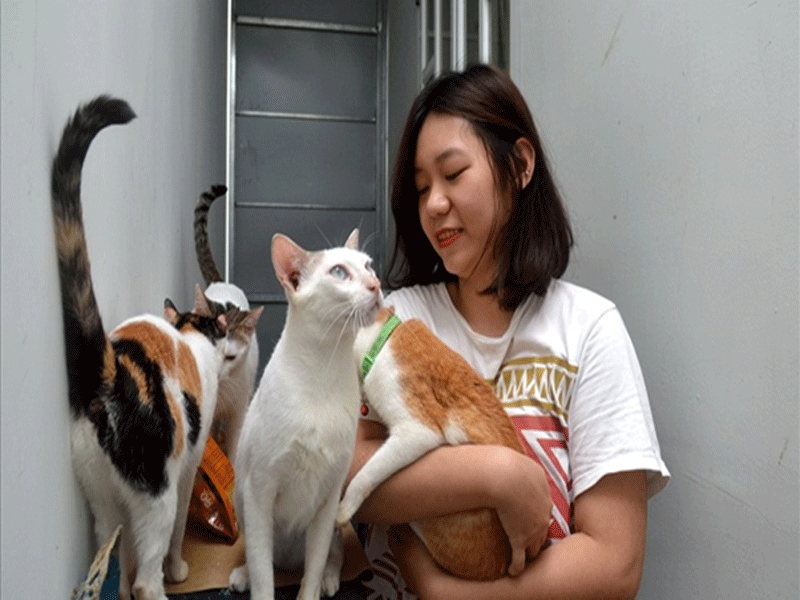 Cách nuôi mèo trong nhà hiệu quả nhất