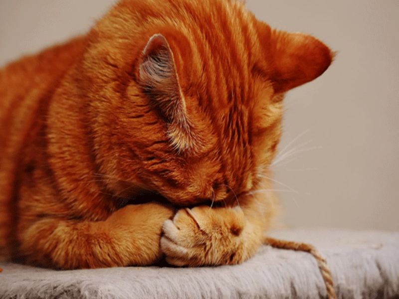 Những điều cần lưu ý khi nuôi mèo mà bạn nên biết