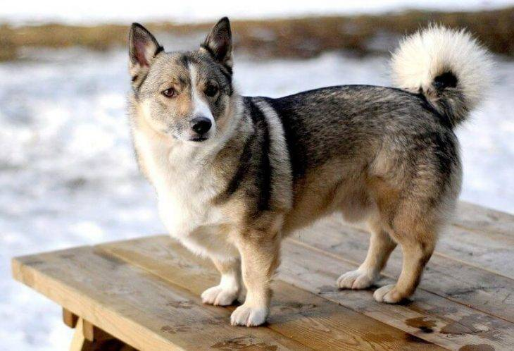 husky corgi