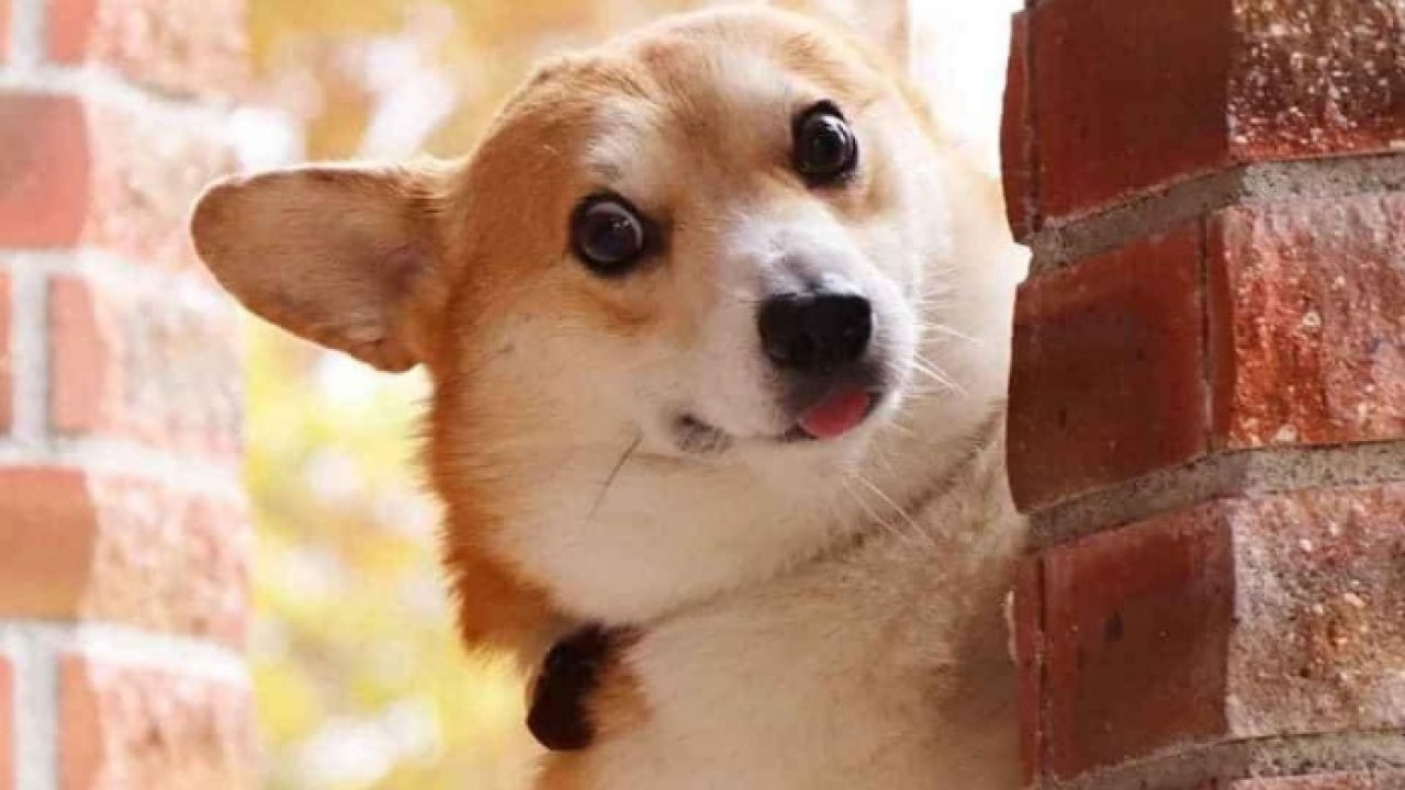 corgi chibi
