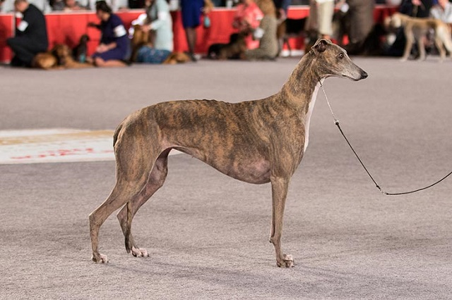 greyhound giá