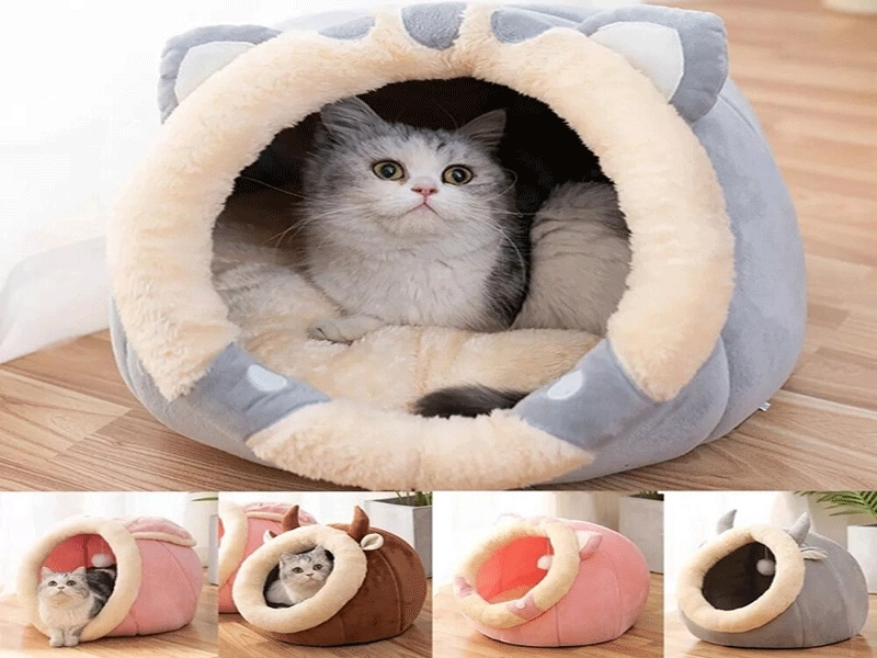 Nuôi mèo cần chuẩn bị gì