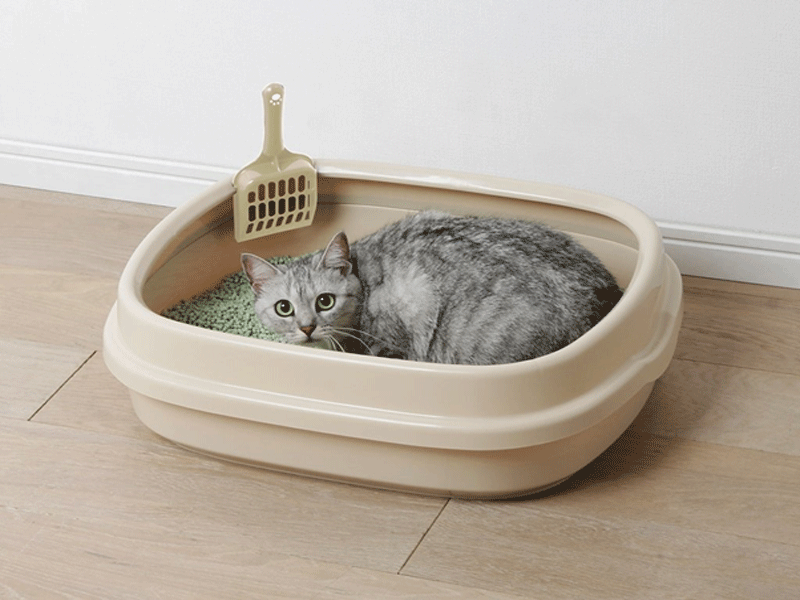 Một số dụng cụ nuôi mèo cần thiết mà bạn nên biết