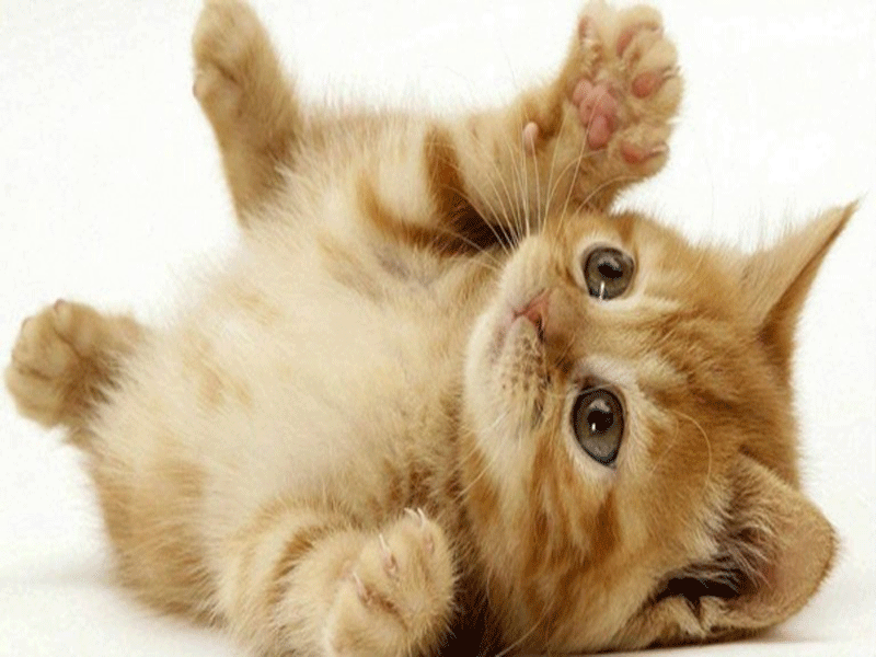 Những điều cần lưu ý khi nuôi mèo mà bạn nên biết