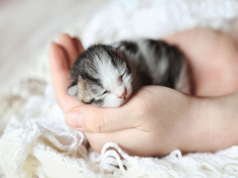 Những lưu ý quan trọng khi bắt mèo con mới về nhà
